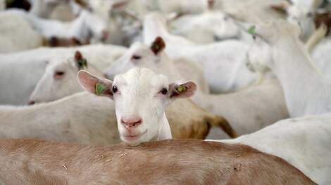 De Raad van State beoordeelt of een geitenhouder tijdelijk kan salderen tussen twee locaties om extra stikstofuitstoot door uitbreiding te compenseren.