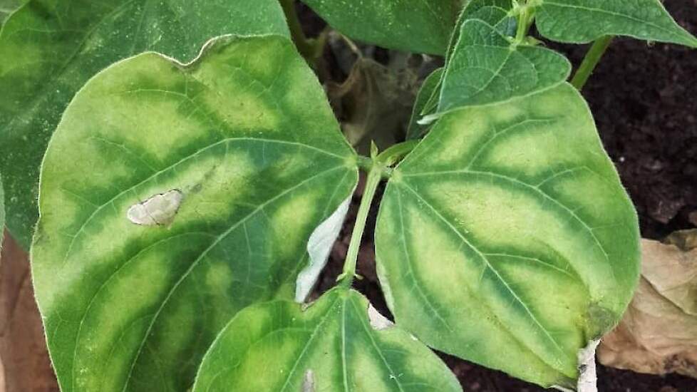 Symptomen van bacterieziekte Cff op gewone boon