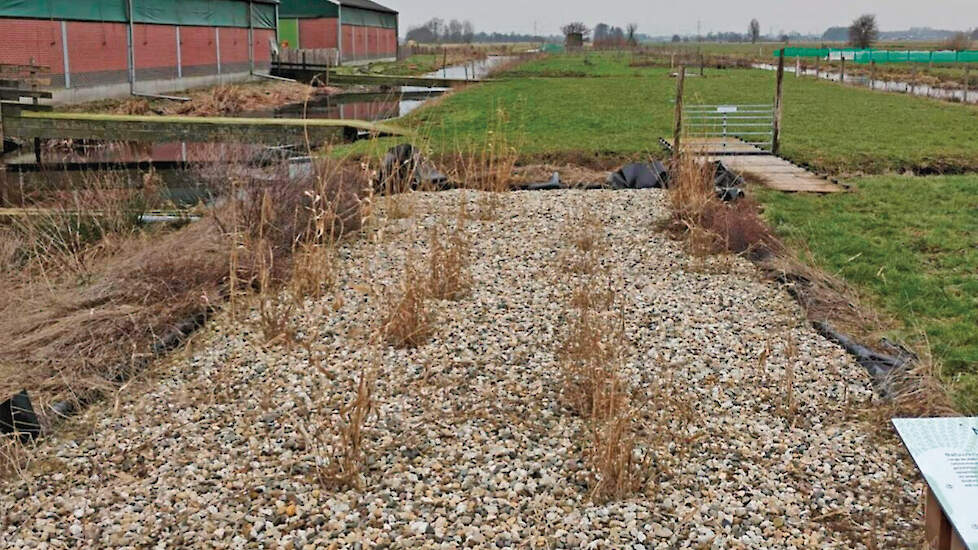 Een helofyt is een moerasplant die in de waterbodem wortelt, maar met de stengel en bladeren boven water uitsteekt.