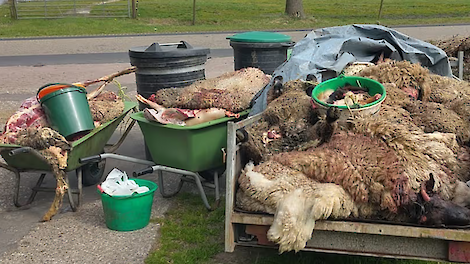 Slachtafval van illegale slacht in Friesland