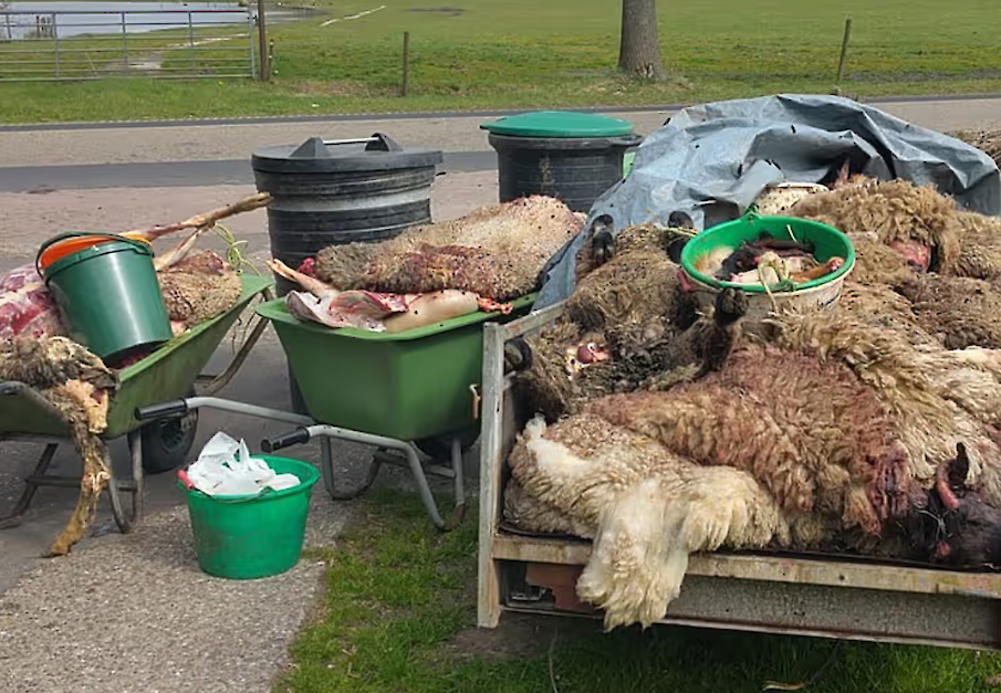 Slachtafval van illegale slacht in Friesland