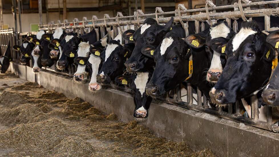 Melkkoeien in stal op melkveebedrijf