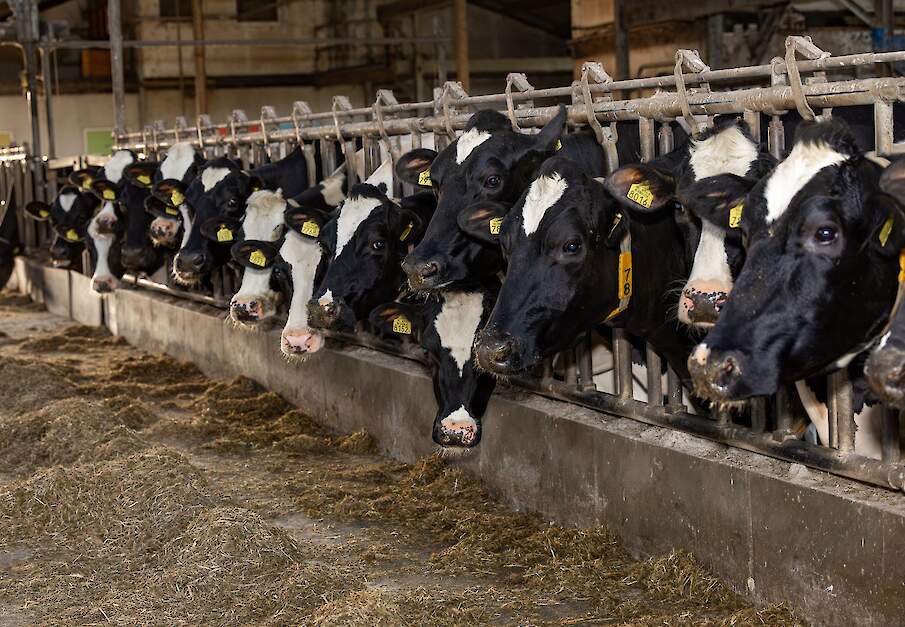 Melkkoeien in stal op melkveebedrijf
