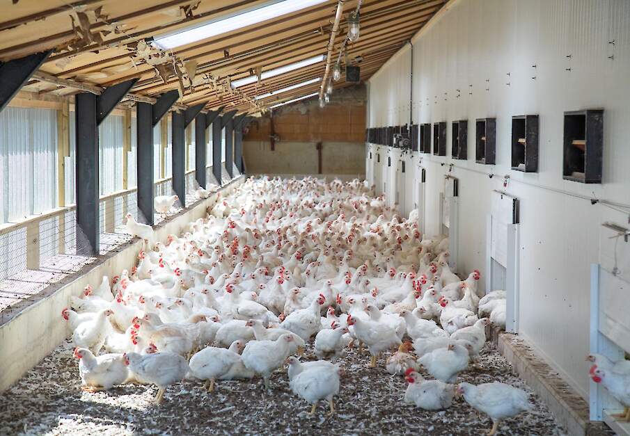 Reovirus werd vorig jaar vooral vastgesteld bij trager groeiende vleeskuikens.