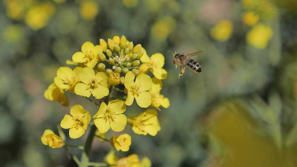 Beeld ter illustratie. Bijenstichting haalt deels gelijk in zaak over Amiprid, maar nieuwe vergunning van insecticide blijft in stand.