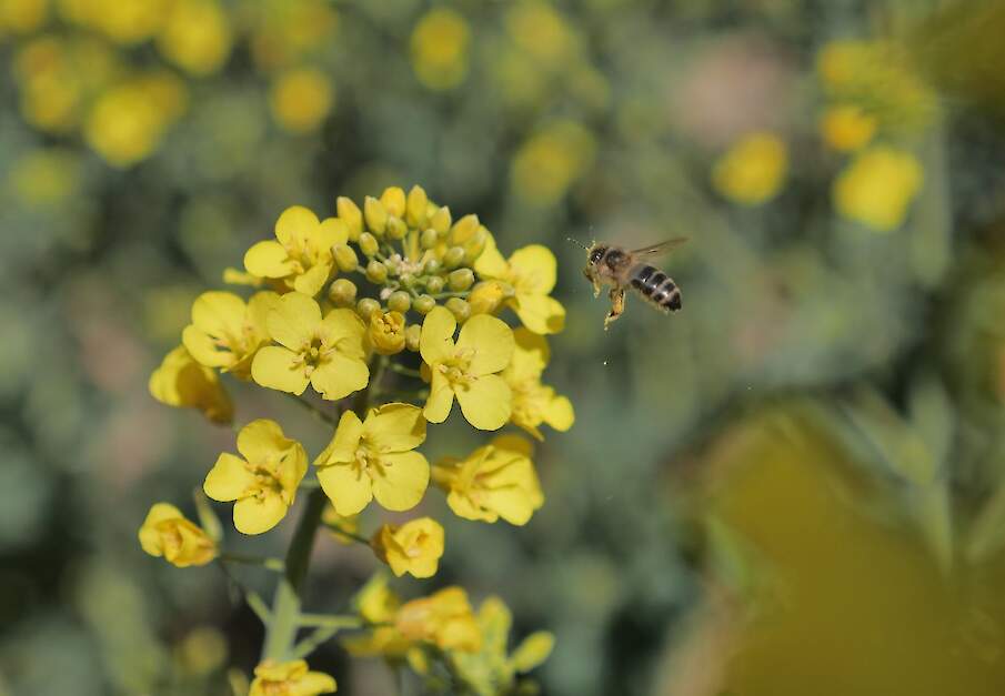 Beeld ter illustratie. Bijenstichting haalt deels gelijk in zaak over Amiprid, maar nieuwe vergunning van insecticide blijft in stand.