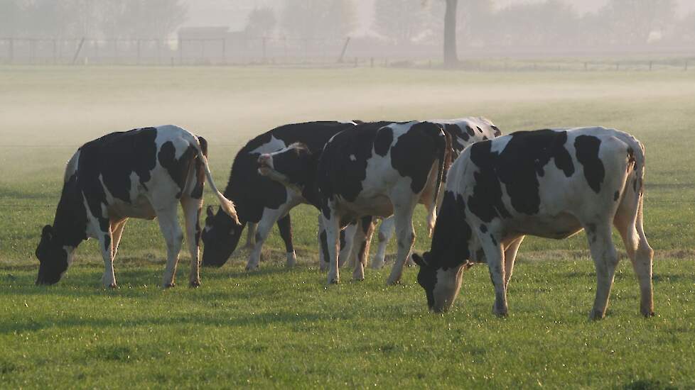 Uitgeschaard jongvee graast in een wei
