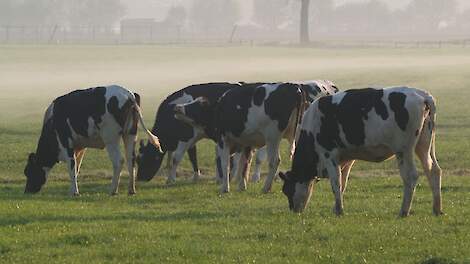 Uitgeschaard jongvee graast in een wei