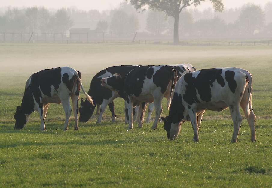 Uitgeschaard jongvee graast in een wei