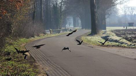 Beeld van kraaien ter illustratie.