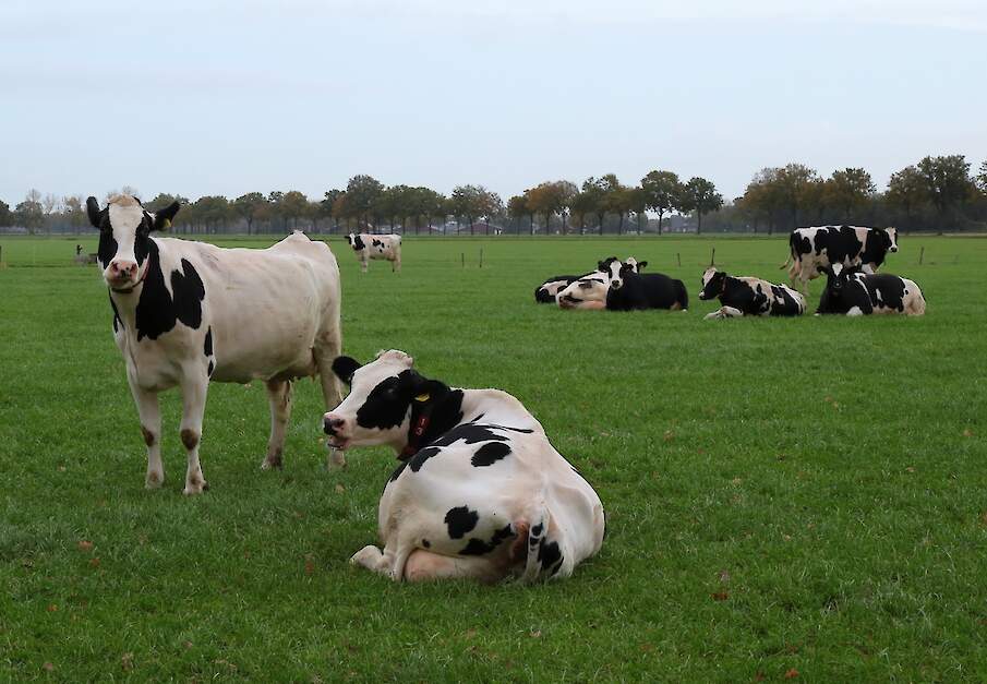 Koeien in de wei