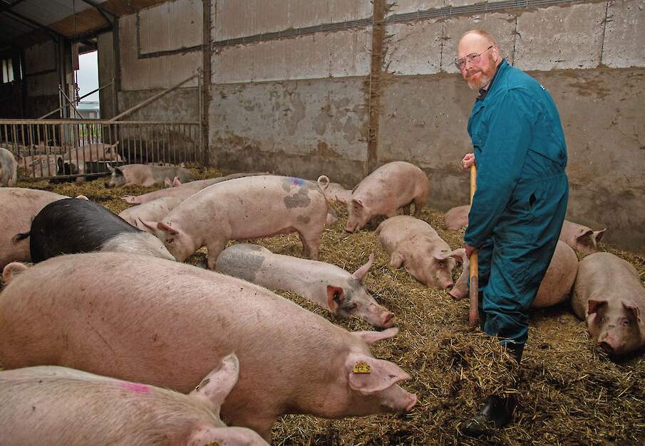 Jan Wennekers heeft op zijn biologische varkensbedrijf weinig problemen met staartbijters.