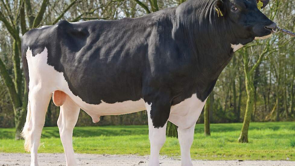 Holstein stier Wendat koploper TIP-index