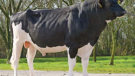 Holstein stier Wendat koploper TIP-index