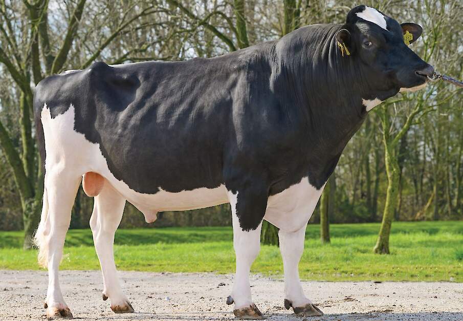 Holstein stier Wendat koploper TIP-index