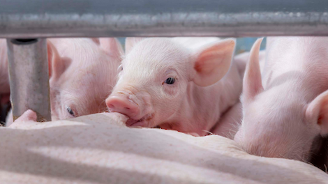 Biggen drinken bij zeug in verlichte kraamstal