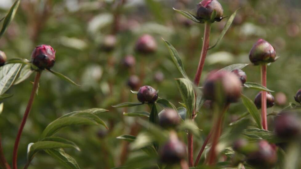 Beeld ter illustratie.