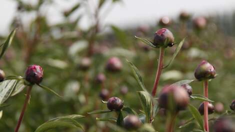 Beeld ter illustratie.