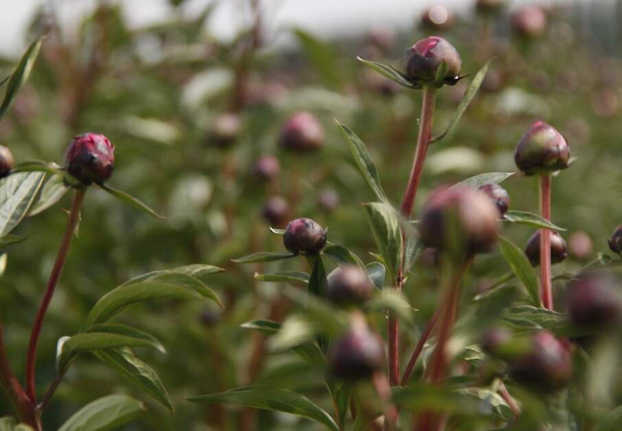 Beeld ter illustratie.