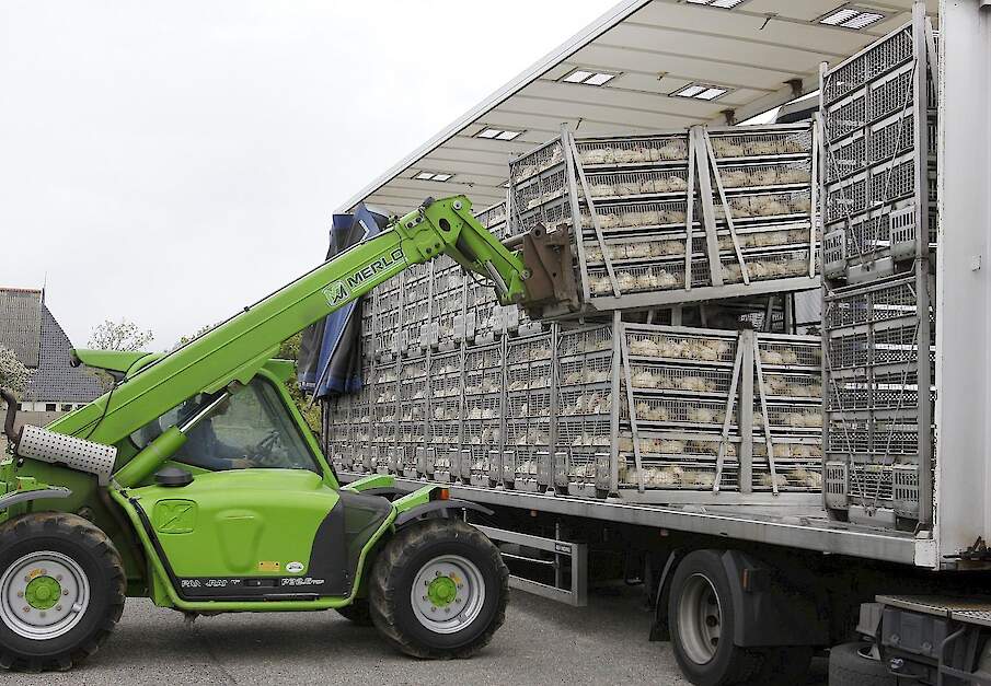 Het aantal vleeskuikens dat zonder letsel is aangekomen in Nederlandse pluimveeslachterijen is gestegen.