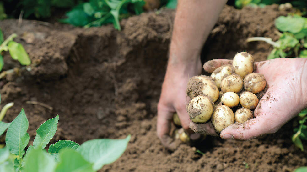 De regels rond ATR-vermeerdering van pootgoed worden verduidelijkt om fytosanitaire risico&rsquo;s te beperken. 2026 geldt als overgangsjaar voor telers.