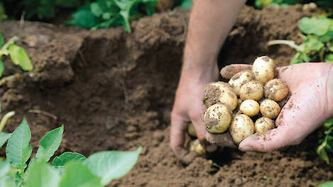 De regels rond ATR-vermeerdering van pootgoed worden verduidelijkt om fytosanitaire risico&rsquo;s te beperken. 2026 geldt als overgangsjaar voor telers.