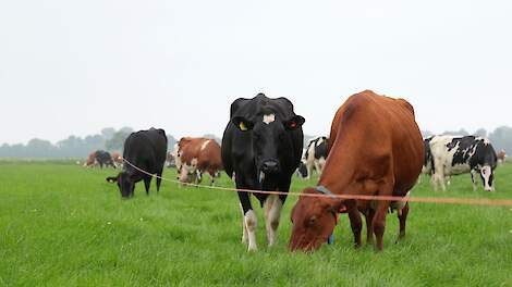 Melkkoeien grazen in een wei