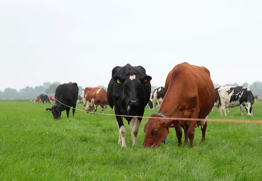 Melkkoeien grazen in een wei