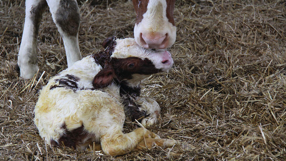 Door Muscle Weakness kunnen de kalveren met de homozygote variant kort na de geboorte de kracht verliezen om op te staan.