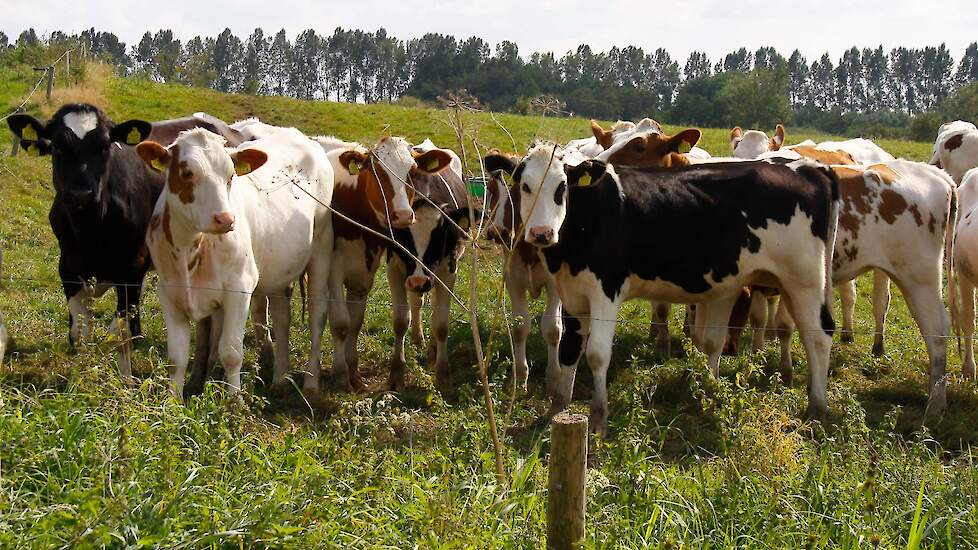 Weidegang bij jongvee helpt bij immuniteit, groei en gedrag.