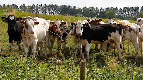 Weidegang bij jongvee helpt bij immuniteit, groei en gedrag.
