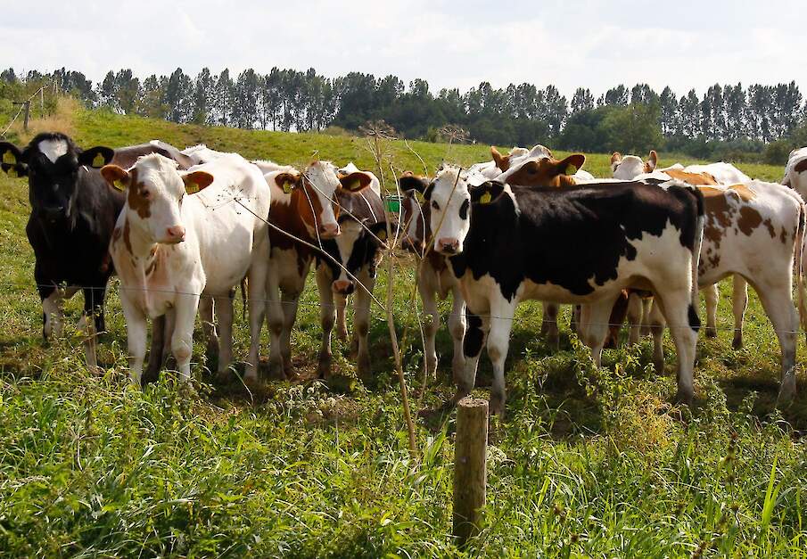Weidegang bij jongvee helpt bij immuniteit, groei en gedrag.