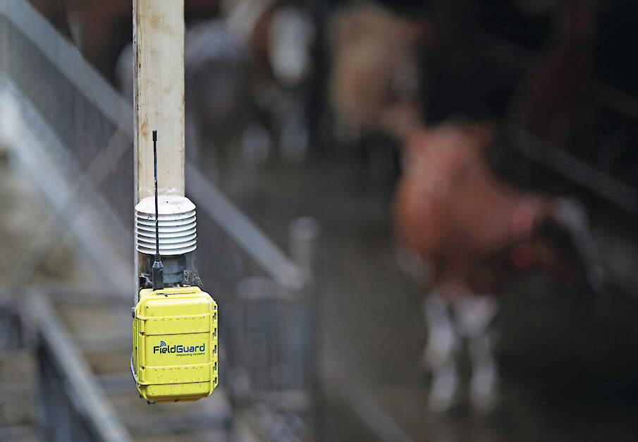 Een sensor voor continue monitoring van ammoniakconcentraties in een melkveestal.