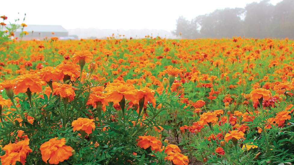 Tagetes kan het wortellesieaaltje tot 99 procent reduceren. De juiste soort en teeltduur zijn bepalend voor een effectieve bestrijding in de praktijk.