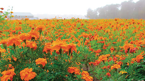 Tagetes kan het wortellesieaaltje tot 99 procent reduceren. De juiste soort en teeltduur zijn bepalend voor een effectieve bestrijding in de praktijk.
