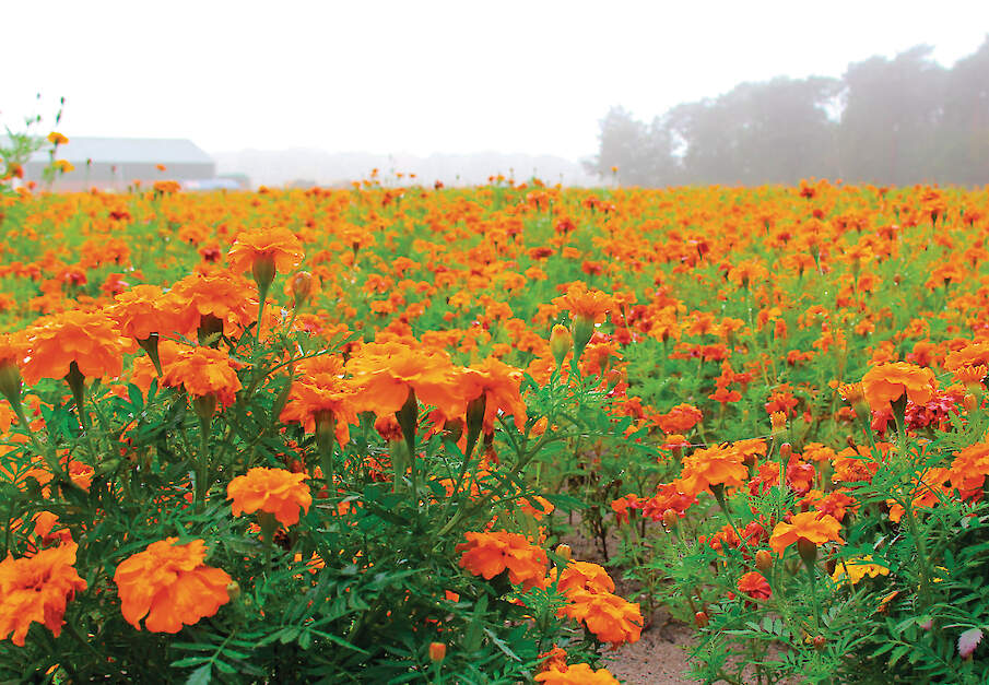Tagetes kan het wortellesieaaltje tot 99 procent reduceren. De juiste soort en teeltduur zijn bepalend voor een effectieve bestrijding in de praktijk.