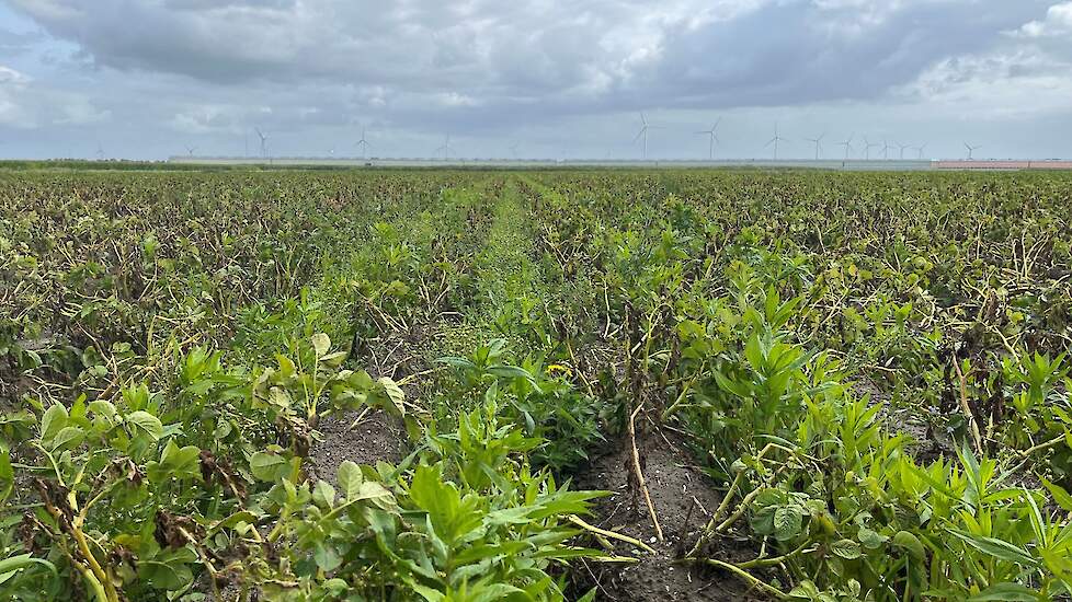 DSV TerraLife SolanumPro