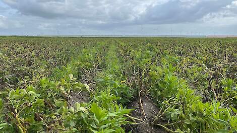 DSV TerraLife SolanumPro