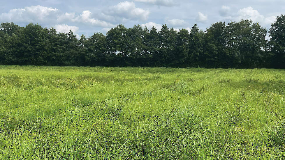 Loonwerkers en een Belgische onderzoeker slaan alarm over knolcyperus. Volgens hen is de offici&euml;le besmetting in Nederland slechts het topje van de ijsberg.