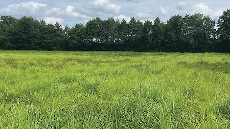 Loonwerkers en een Belgische onderzoeker slaan alarm over knolcyperus. Volgens hen is de offici&euml;le besmetting in Nederland slechts het topje van de ijsberg.