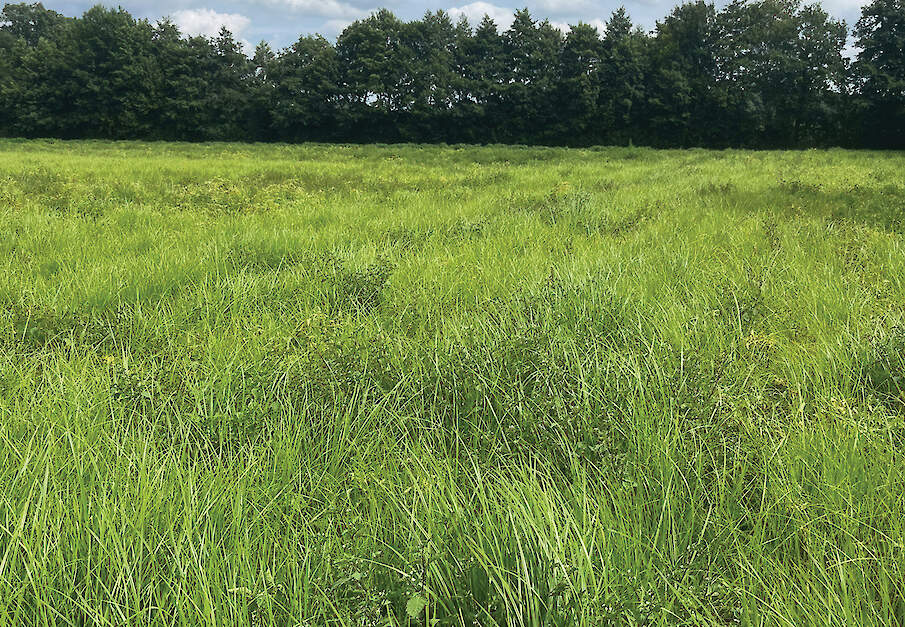 Loonwerkers en een Belgische onderzoeker slaan alarm over knolcyperus. Volgens hen is de offici&euml;le besmetting in Nederland slechts het topje van de ijsberg.
