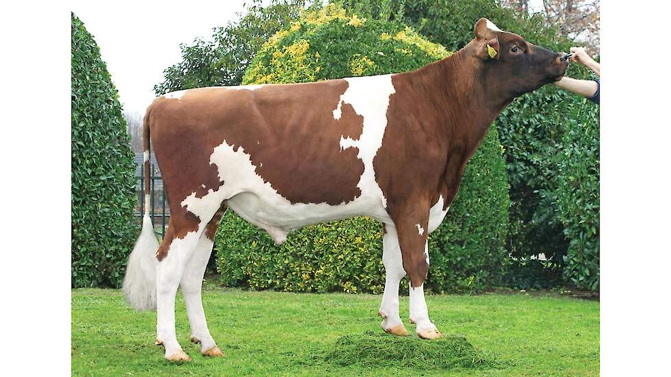 Poppe Kayne is de nieuwe TIP-koploper roodbont