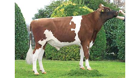 Poppe Kayne is de nieuwe TIP-koploper roodbont