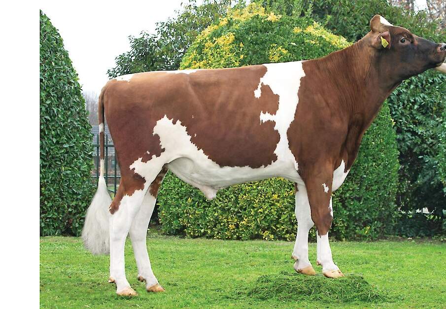 Poppe Kayne is de nieuwe TIP-koploper roodbont