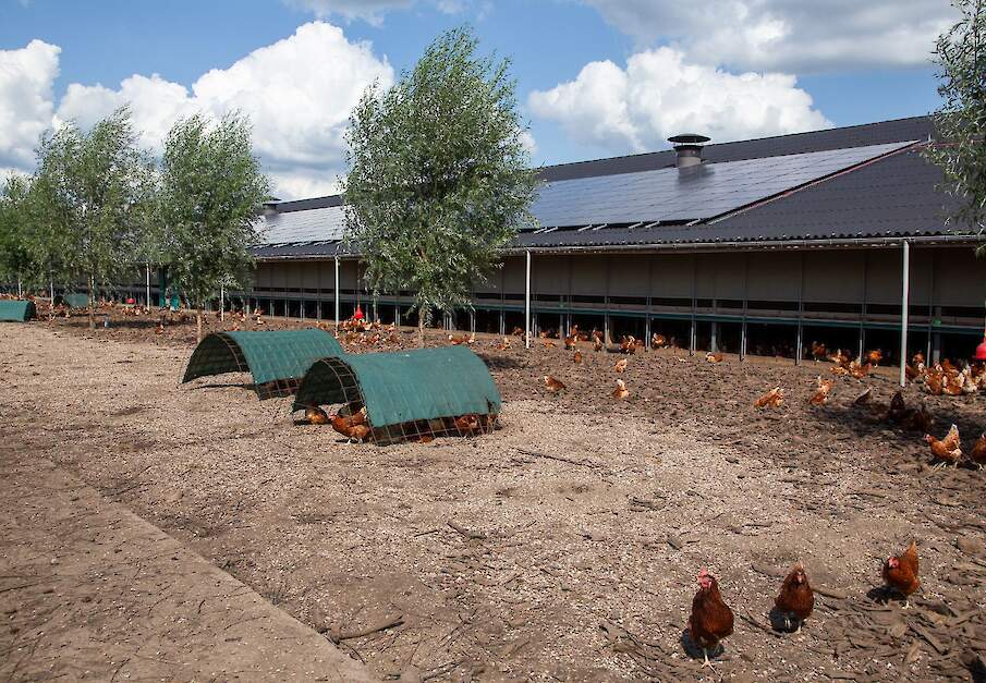 Pluimvee kan weer zonder netten in de open lucht worden gehouden in Belgi&euml; nu de afschermplicht is opgeheven.