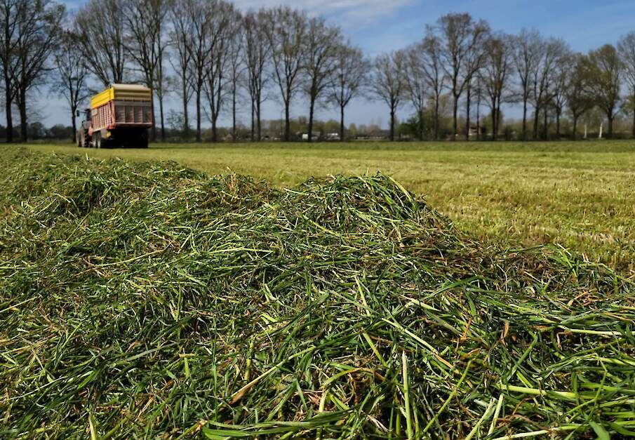 Melkveehouder Daan Spierings kuilt zijn eerste snede in