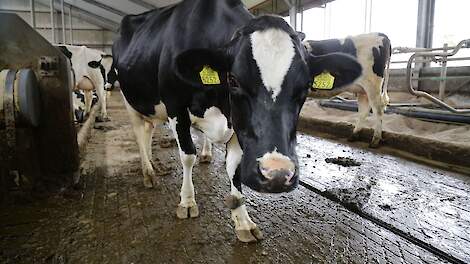 Een dichte vloer is een melkveestal