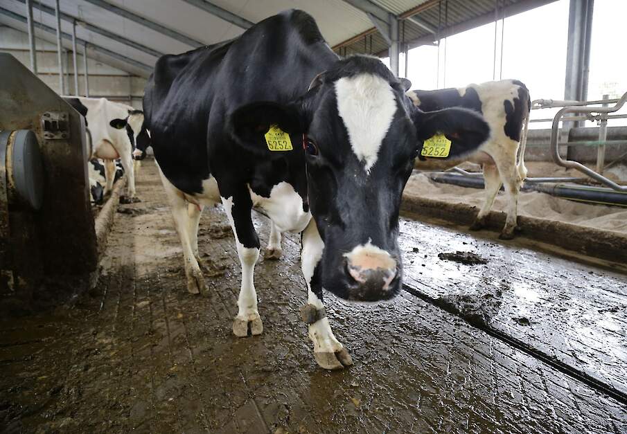 Een dichte vloer is een melkveestal