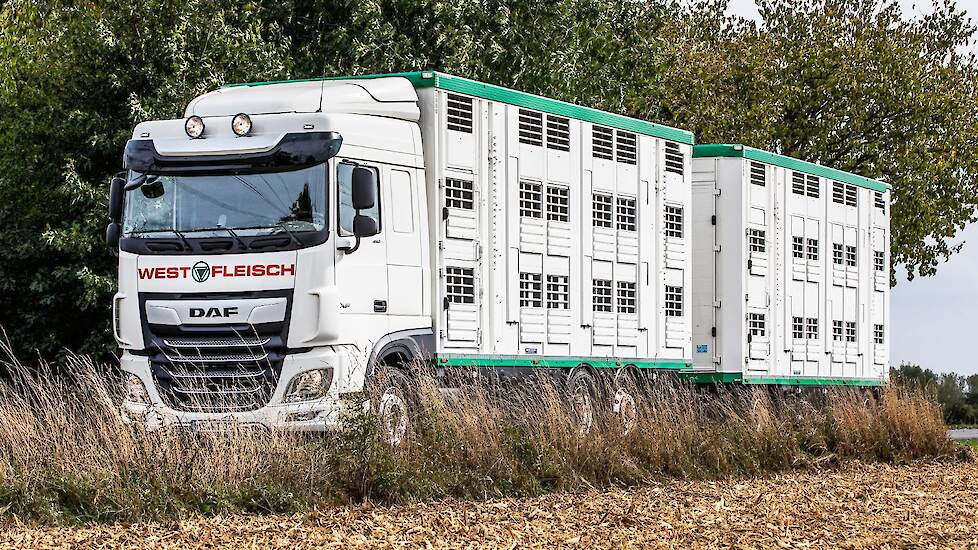 Vanaf 1 april 2027 mogen boven de 30&deg;C geen dieren meer getransporteerd worden