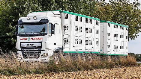 Vanaf 1 april 2027 mogen boven de 30&deg;C geen dieren meer getransporteerd worden